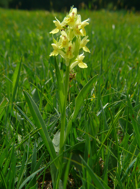 Dactylorhiza sambucina